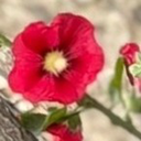 تصویر نمایه‌ی ‌Chenikoo Raftar‌