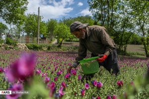 برداشت گل گاو زبان در گیلان