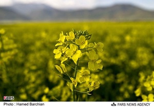 مزرعه دانه های روغنی کلزا در استان گلستان