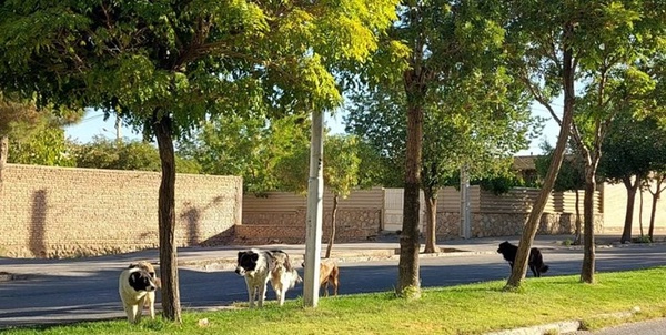 سگ‌های ولگرد