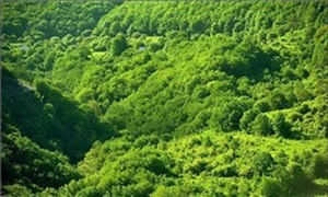 جنگل‌های ارسباران