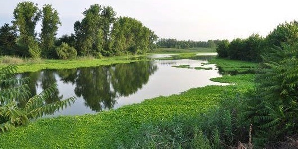 تالاب عینک رشت