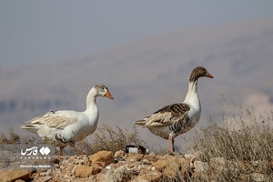 خطر! بیخِ گوشِ «مَهارلو» 
