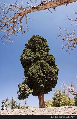 سرو تاریخی بیزه در سبزوار