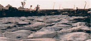 فاجعه منا