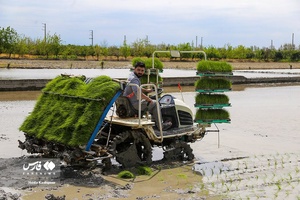 آغاز «نشاء مکانیزه برنج» در ساری