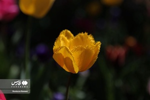  جشنواره «لاله های کرج»