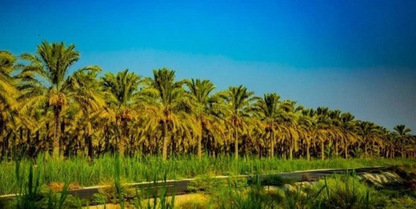 نخلستان
