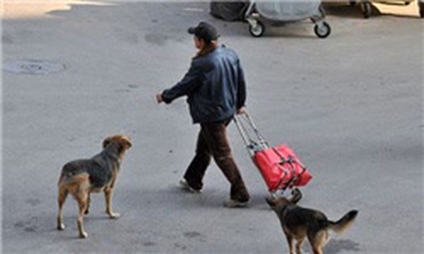سگ ولگرد گردشگر