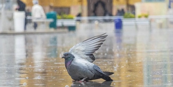 امام رضا