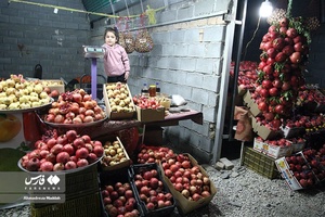 عرضه محصولات انار