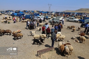 میدان دواب اهر در آستانه عید سعید قربان