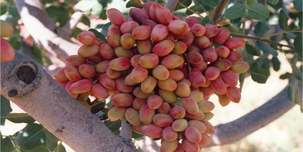 پسته