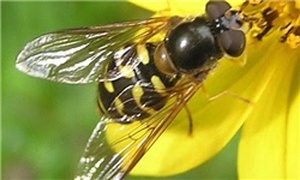 زنبور