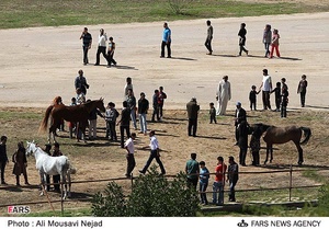 نوزدهمین جشنواره ملی زیبائی اسب اصیل عرب در اهواز