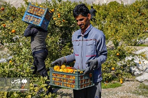نارنگیِ  «سیاهو» 