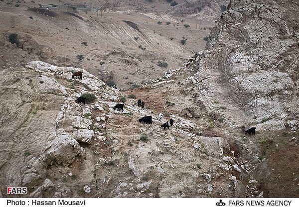 دامداری در روستاهای ایلام