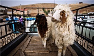 بازار خرید و فروش دام در آبدانان