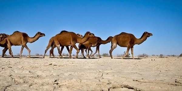 شتر سرگردان 