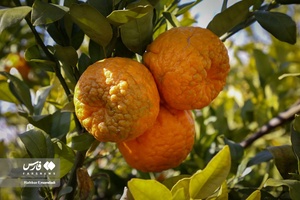 نارنگیِ  «سیاهو» 