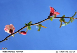 شکوفه‌های بهاری در آستانه اشرفیه