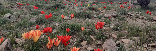 تصویر سربرگ نمایه‌ی ‌سعید اسکندری‌