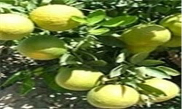 برداشت مرکبات از نیکشهر