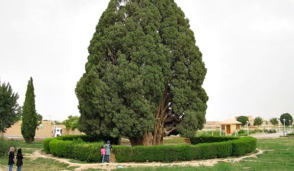 درخت سرو