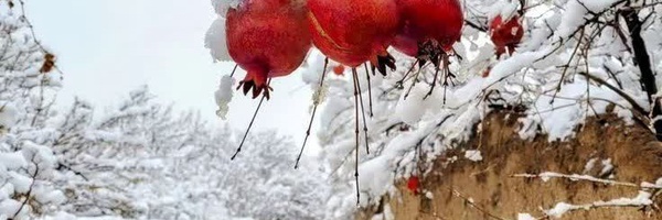 تصویر سربرگ نمایه‌ی ‌سمانه ترابی‌نژاد‌