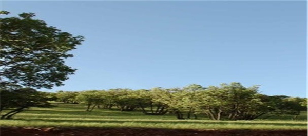 پارک جنگلی یاسوج