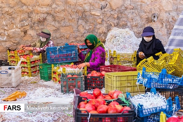 انارها بر اساس کیفیت، نوع و سالم یا شکسته بودن درجه‌بندی شده و برای فروش یا فرآوری در سبدهای مختلف قرار می گیرند.