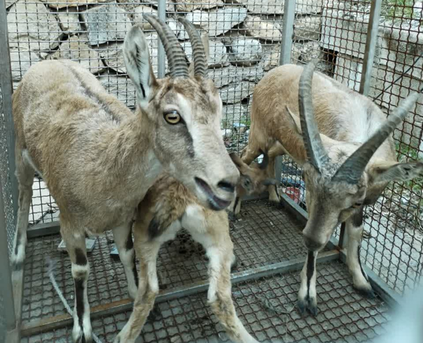 کل بز