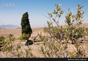 سرو تاریخی بیزه در سبزوار