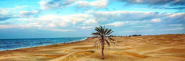 تصویر سربرگ نمایه‌ی ‌علی شیخ حسینی‌