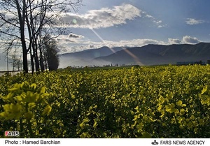 مزرعه دانه های روغنی کلزا در استان گلستان