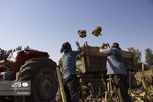 خوی شهر آفتابگردان ها