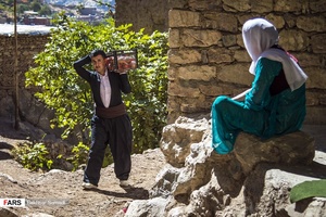 هر ساله با آمدن فصل پاییز برداشت انار در ۳۵۰ هکتار از باغات اورامان استان کردستان آغاز می شود 