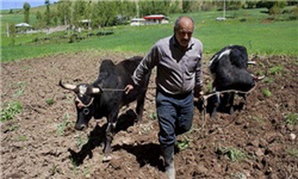 شخم سنتی