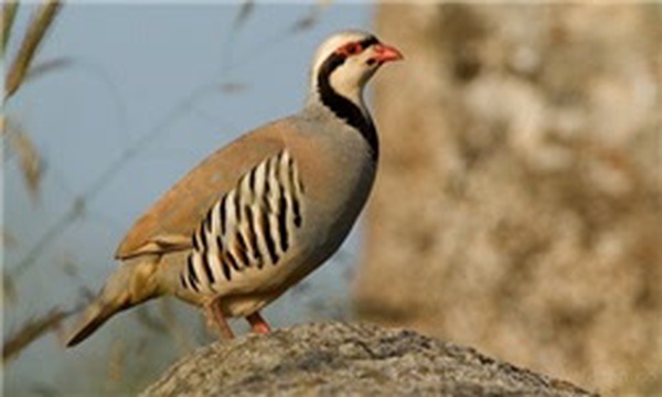 کبک