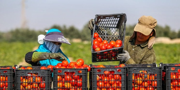 گوجه