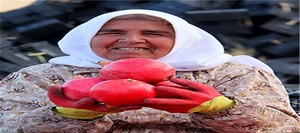 برداشت انار در باغات سیرجان