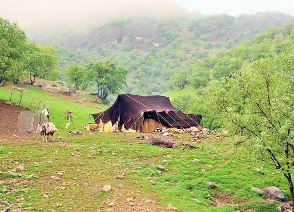 عشایر