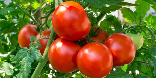 گوجه