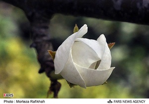 شکوفه‌های بهاری در آستانه اشرفیه