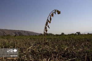 خوی شهر آفتابگردان ها