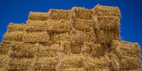 علوفه خشبی