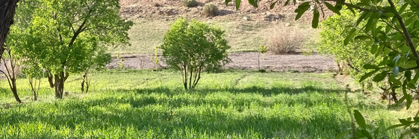 تصویر سربرگ نمایه‌ی ‌محمد عرفان رضایی‌