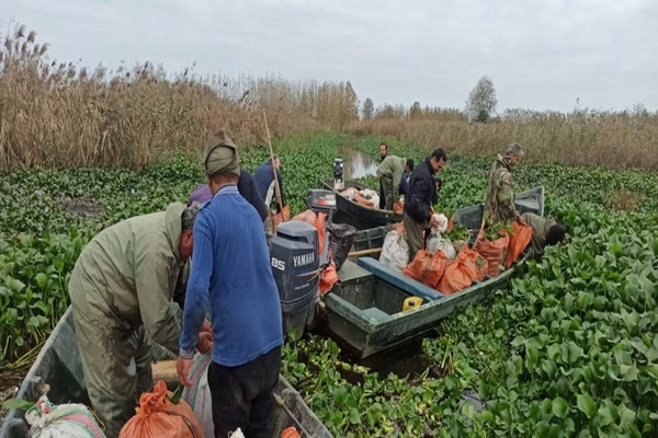 سنبل آبی