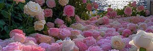 تصویر سربرگ نمایه‌ی ‌9**0284‌
