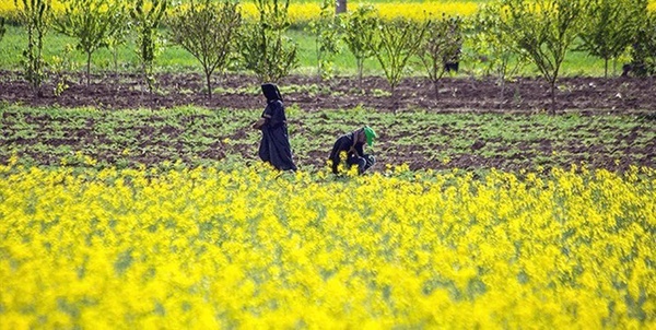  کشت «کلزا» 